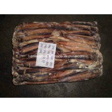 Beste Qualität Frozen Argentinus Illex Squid